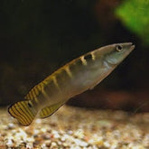 Crenicichla compressiceps